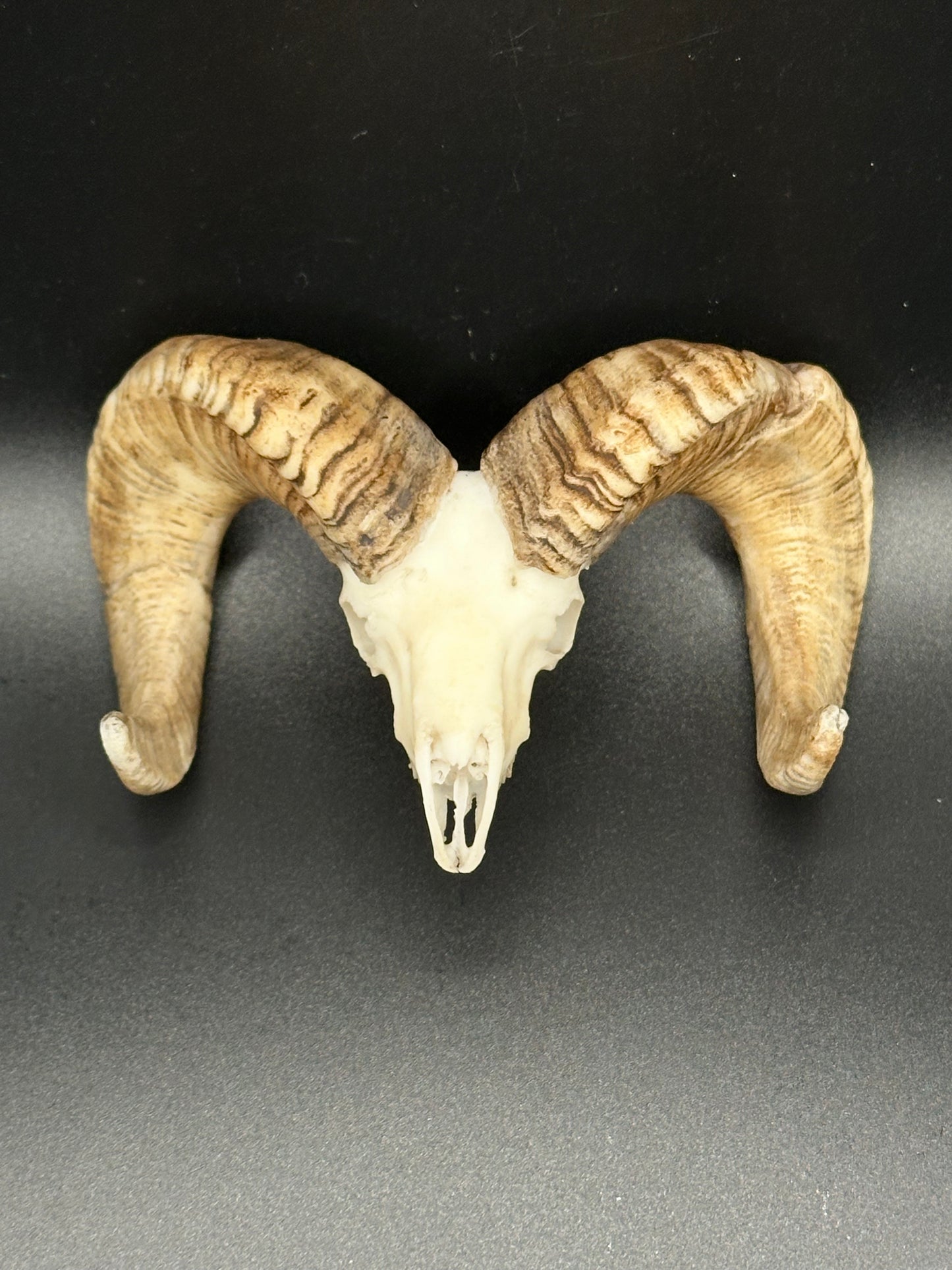 Sheep Skull Magnet