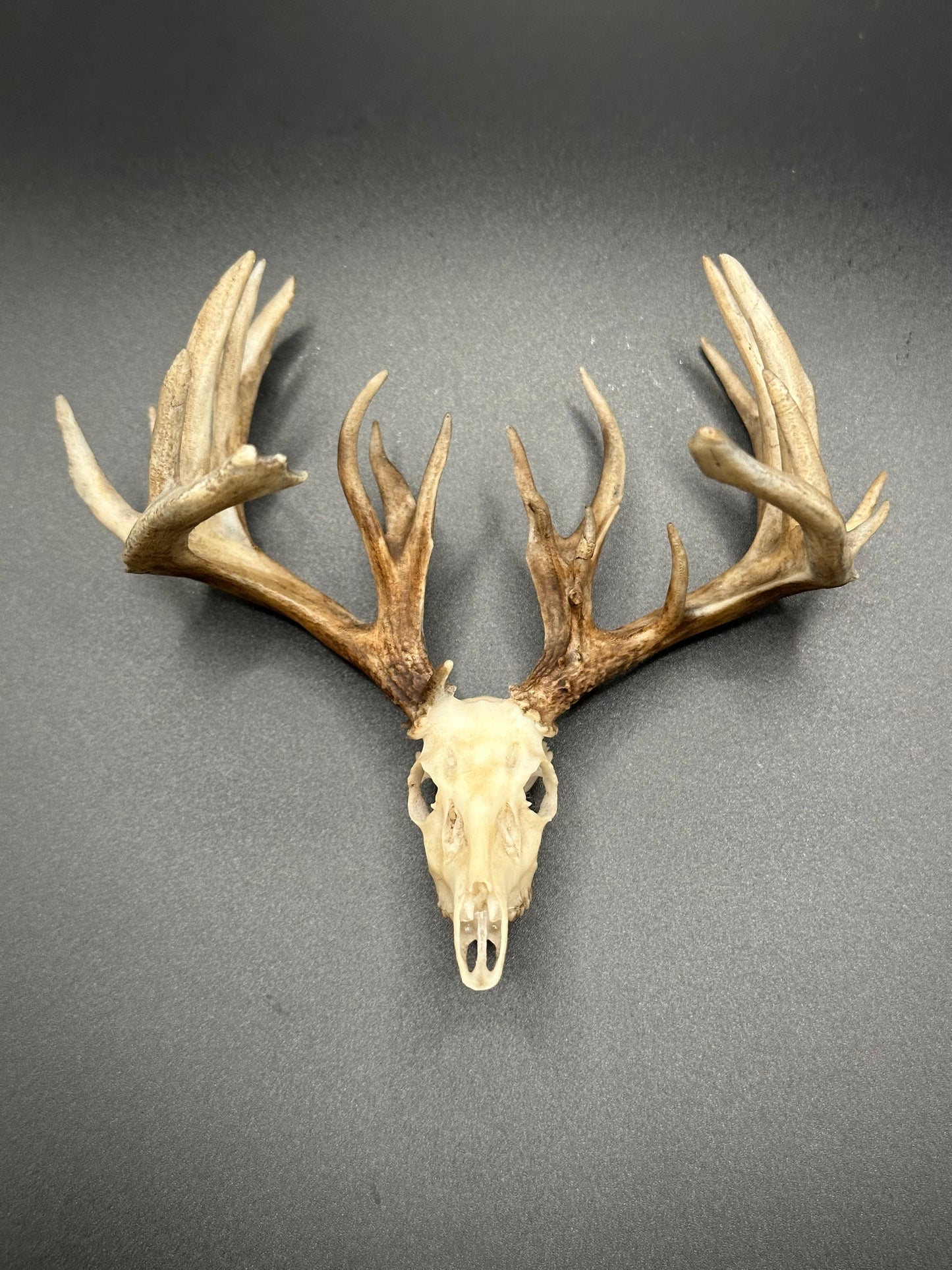 Non-typical Whitetail Replica Magnet
