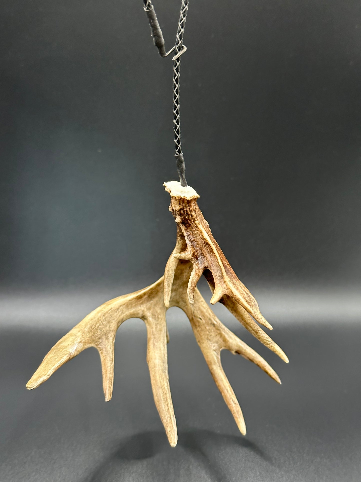 Whitetail Non-Typical Shed Hanger