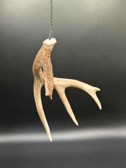 Coues Whitetail Typical Shed Hanger