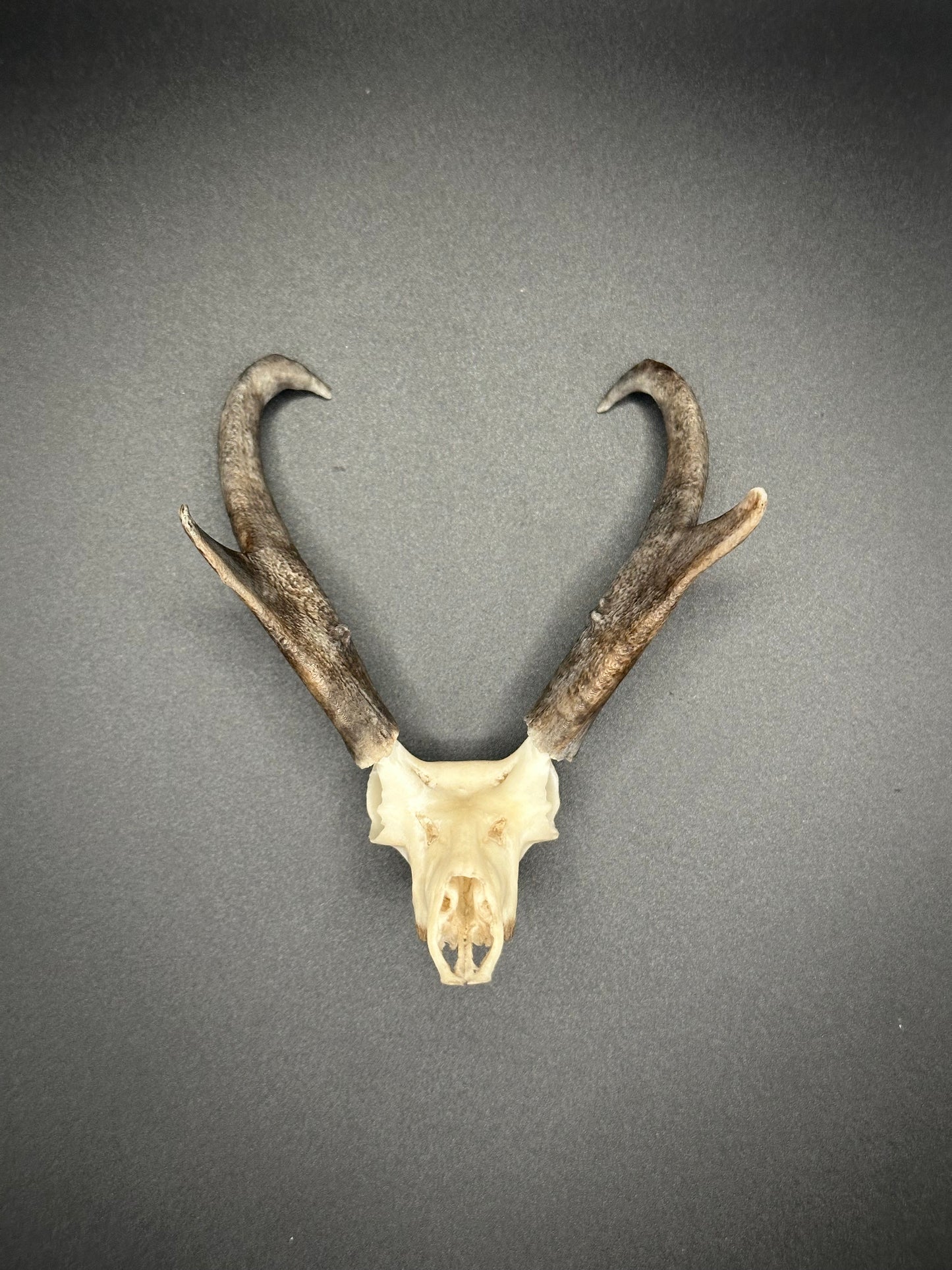 AZ Pronghorn Antelope Replica Magnet