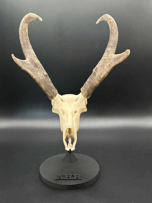 Pronghorn Antelope Mini Replica